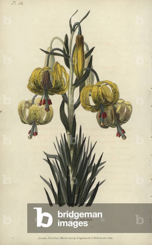 Turban or pomponian lily, Lilium pomponium. Handcoloured botanical illustration drawn and engraved by William Clark from Richard Morris's “Flora Conspicua” London, Longman, Rees, 1826. William Clark was former draughtsman to the London Horticultural Society and illustrated many botanical books in the 1820s and 1830s.