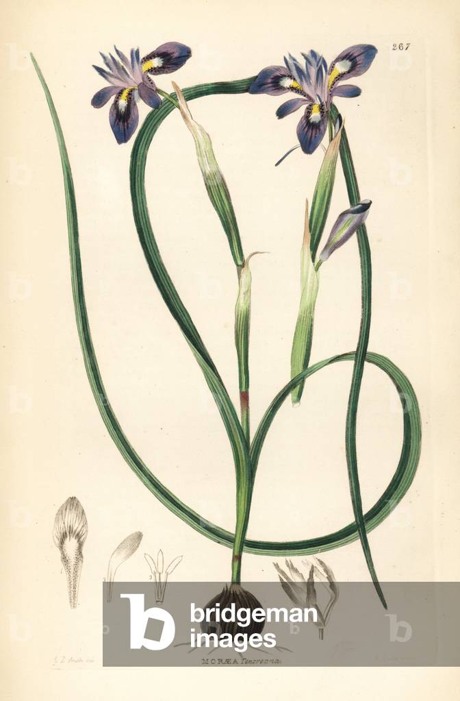 False Sisyrhinum - Cape tulip, Moraea sisyrinchium (Tenore's moraea, Moraea tenoreana). Handcoloured copperplate engraving by Weddell after Edwin Dalton Smith from John Lindley and Robert Sweet's Ornamental Flower Garden and Shrubbery, G. Willis, London, 1854.