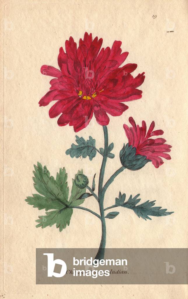 Indian chrysanthemum, Chrysanthemum indicum