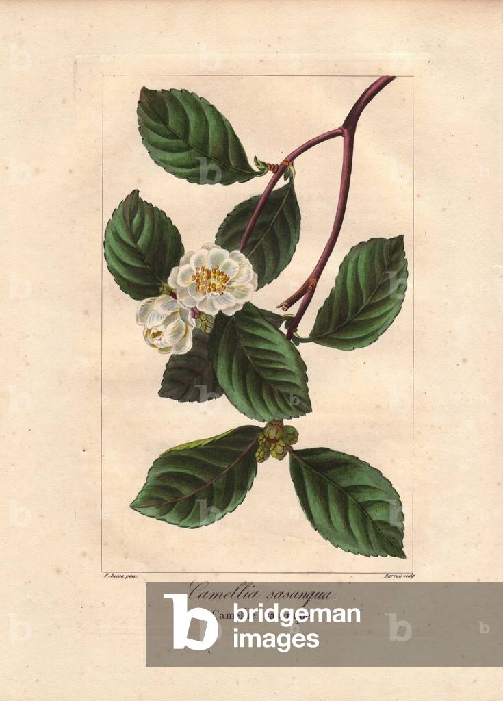 Christmas camellia, Camellia sasanqua, native to Japan. Handcoloured stipple engraving on copper by Barrois from a botanical illustration by Pancrace Bessa from Mordant de Launay's “Herbier General de l'Amateur,” Audot, Paris, 1820. The Herbier was published from 1810 to 1827 and edited by Mordant de Launay and Loiseleur-Deslongchamps. Bessa (1772-1830s), along with Redoute and Turpin, is considered one of the greatest English botanical artists of the 19th century.
