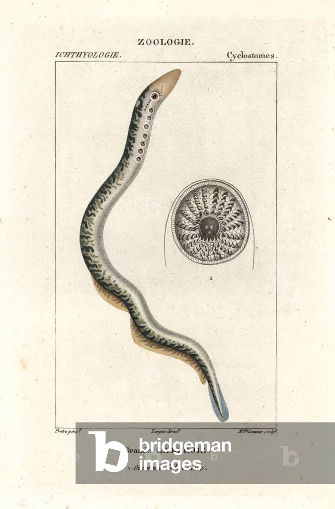 Sea lamprey, Petromyzon marinus