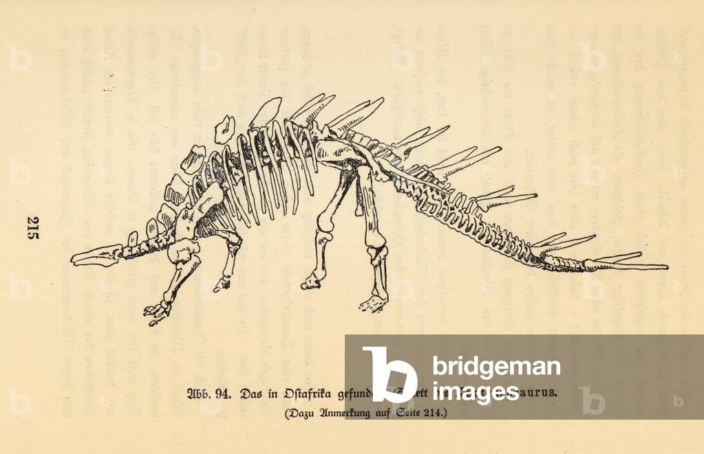 Skeleton of an extinct Kentrosaurus aethiopicus.