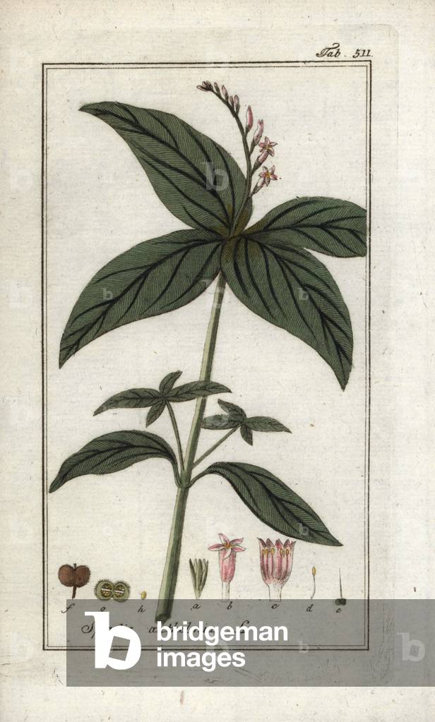 Deworming spigelia (Spigelia anthelmia). Lithograph from “Afbeelding der Artseny-Gewassen” by Johannes Zorn (1739-1799), Netherlands, 1796. Wormbush, Spigelia anthelmia. Handcoloured copperplate botanical engraving from J. Zorn's “Afbeelding der Artseny-Gewassen,” Amsterdam, 1796.