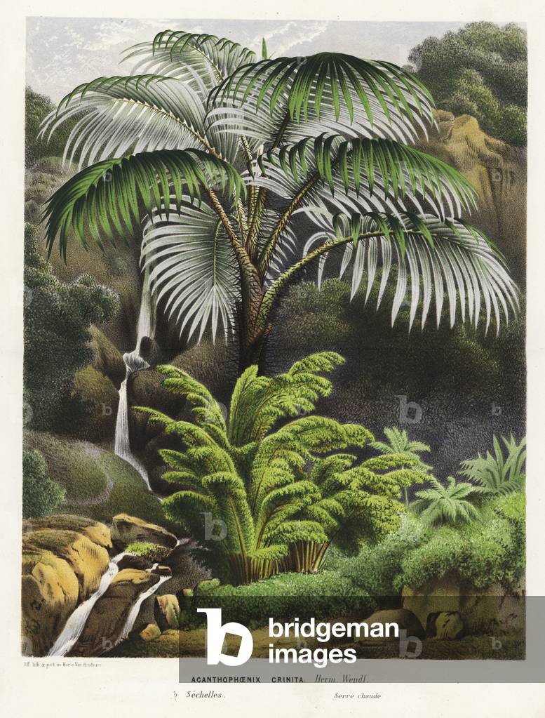 Acanthophoenix crinita palm tree. Handcoloured lithograph from Louis van Houtte and Charles Lemaire's Flowers of the Gardens and Hothouses of Europe, Flore des Serres et des Jardins de l'Europe, Ghent, Belgium, 1870.
