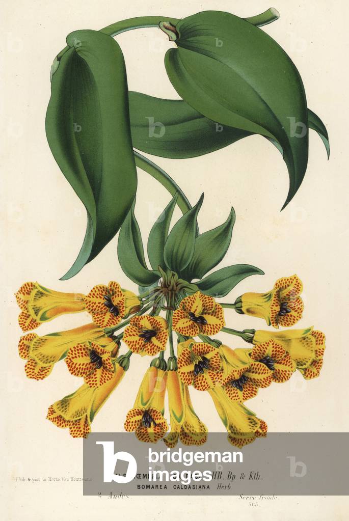 Bomarea multiflora (Alstroemeria caldasii). Handcoloured lithograph from Louis van Houtte and Charles Lemaire's Flowers of the Gardens and Hothouses of Europe, Flore des Serres et des Jardins de l'Europe, Ghent, Belgium, 1867-1868.