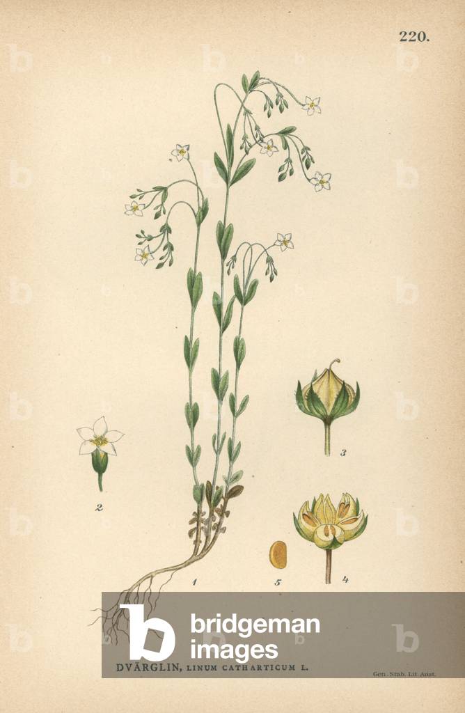 Fairy flax, Linum catharticum