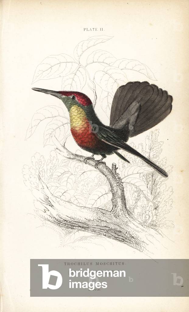 Rubby-crested hummingbird, Chrysolampis mosquitus (Trochilus moschitus). Handcoloured steel engraving by Willi