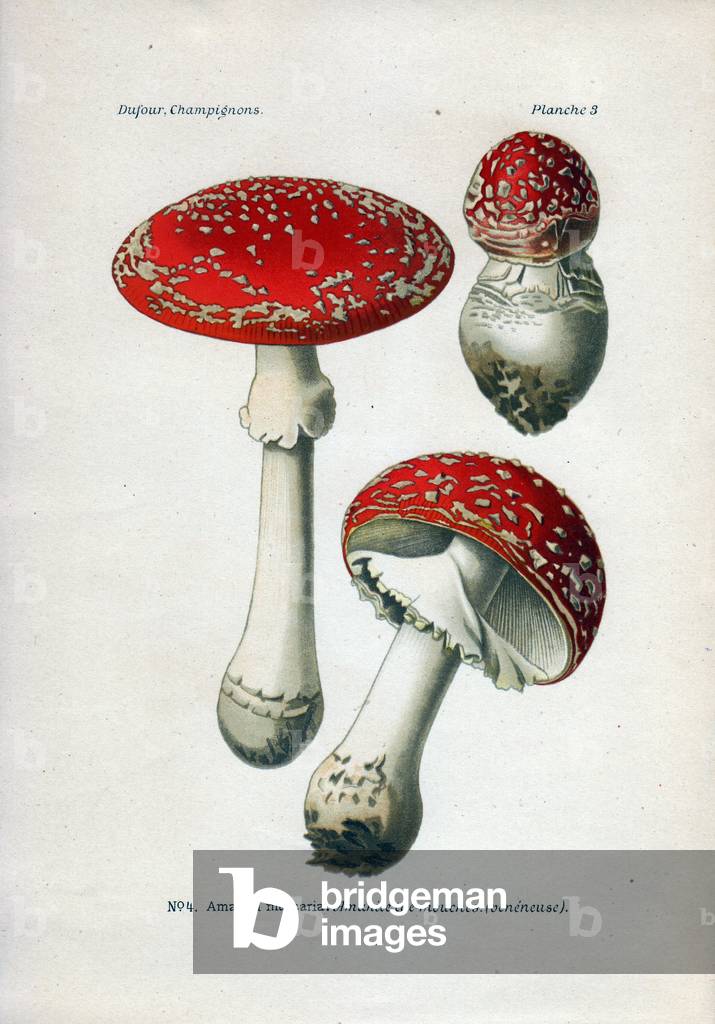 Description of the fungus Amanite kills fly (venenous), has different stages of maturation. Chromolithography in Atlas of edible and venenous mushrooms, 1891, by Leon Marie Dufour (1862-1942), French mycologist.