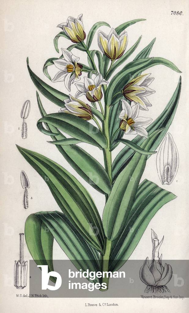 Fritillaria bucharica, white fritillaria from Central Asia. Drawing by Matilda Smith (1854-1926), Lithography by John Nugent Fitch in Curtis Botanical Magazine, by Joseph Dalton Hooker, published in London, England, by L. Reeve and Co, 1889.
