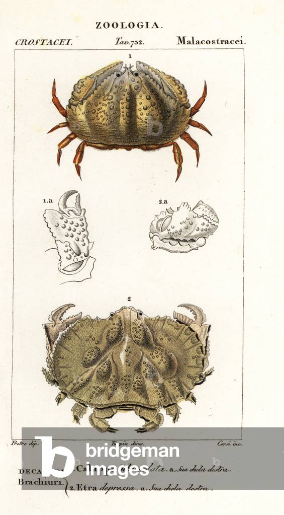 Box crab and Aethra crab