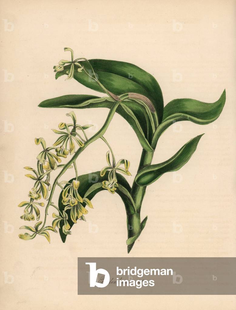 Epidendron variete - Nodding epidendrum orchid, Epidendrum nutans. Handcoloured zincograph by C. Chabot drawn by Miss M. A. Burnett from her “” Plantae Utiliores: or Illustrations of Useful Plants,”” Whittaker, London, 1842. Miss Burnett drew the botanical illustrations, but the text was chiefly by her late brother, British botanist Gilbert Thomas Burnett (1800-1835).