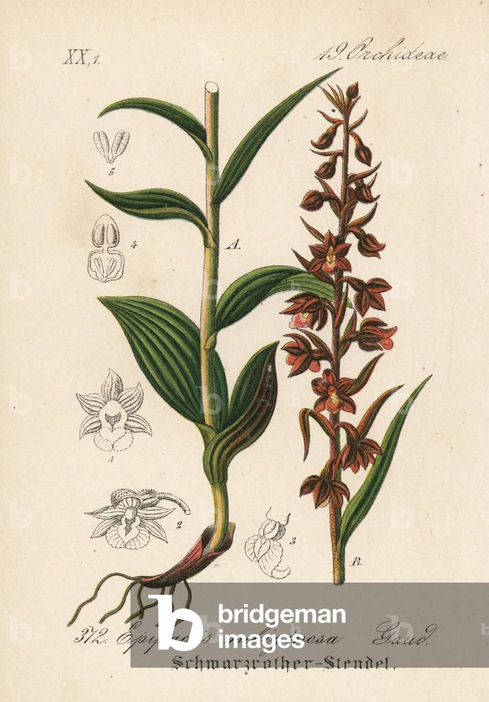 Black purple epipactis - Dark-red helleborine, Epipactis atrorubens (Epipactis rubiginesa). Handcoloured lithograph from Diederich von Schlechtendal's German Flora (Flora von Deutschland), Jena, 1871.