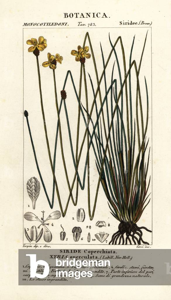 Tall yellow eye, Xyris operculata