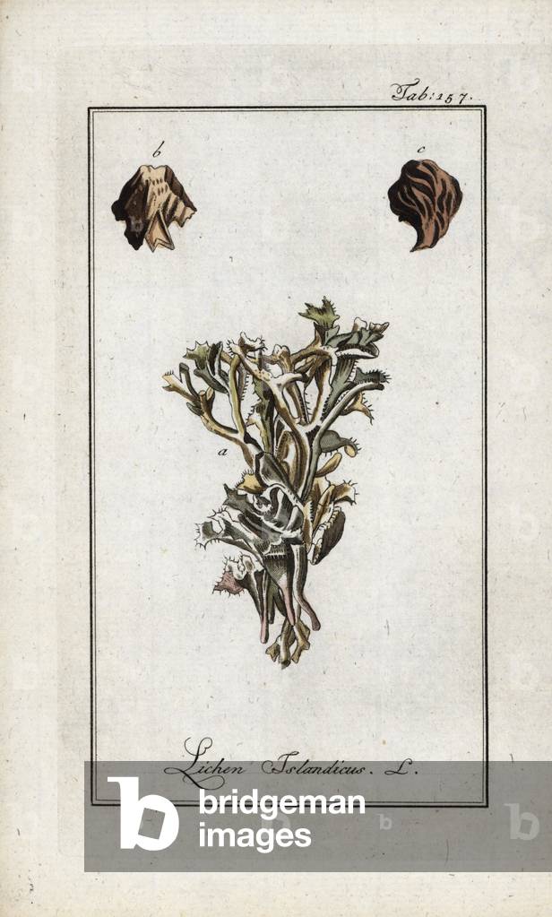 Iceland lichen (Cetraria islandica). Lithograph from “Afbeelding der Artseny-Gewassen” by Johannes Zorn (1739-1799), Netherlands, 1796. Iceland moss, Cetraria islandica, native to Iceland and northern America. Handcoloured copperplate botanical engraving from J. Zorn's “Afbeelding der Artseny-Gewassen,” Amsterdam, 1796.