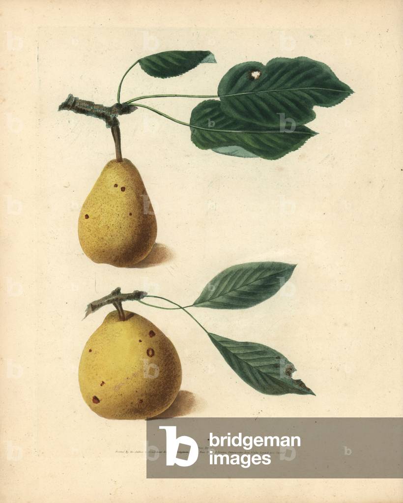 Image of Engraving depicting Pear varieties