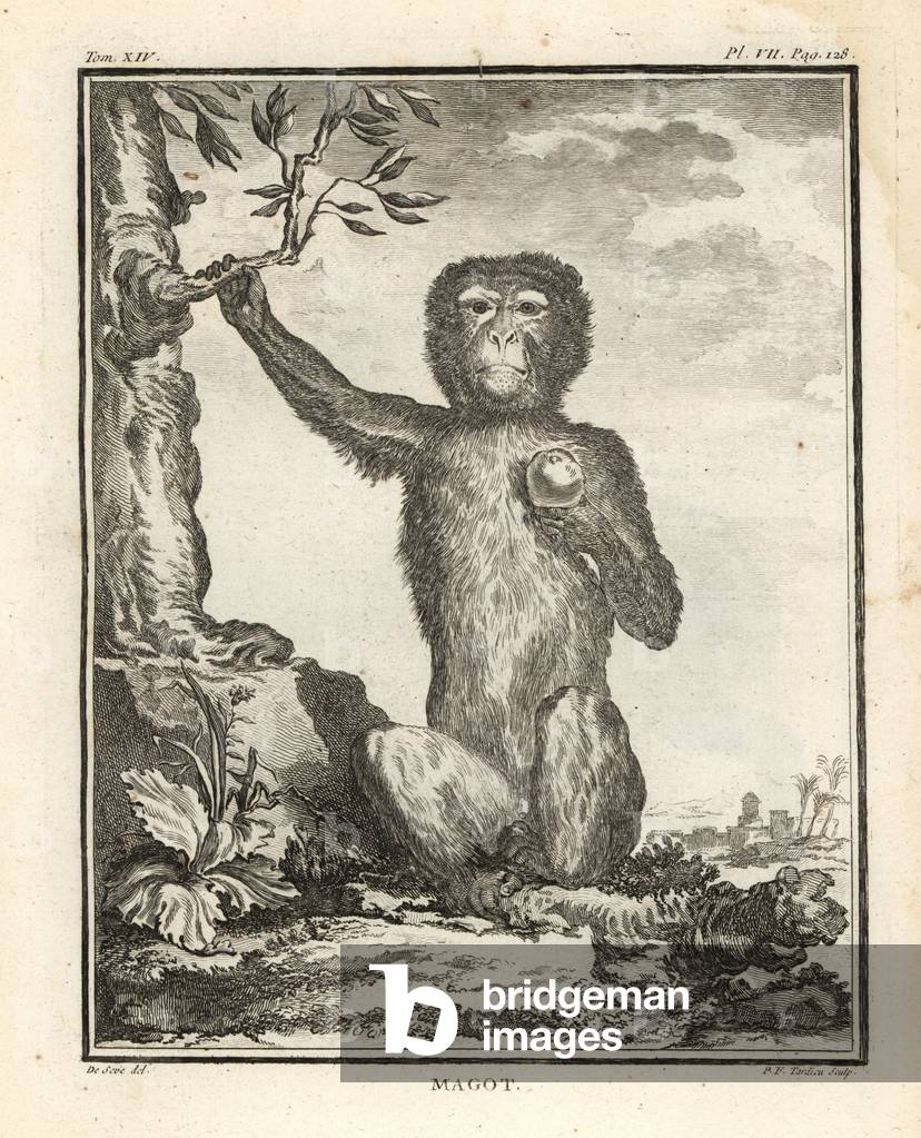 Barbary macaque or magot, Macaca sylvanus. Endangered. Copperplate engraving by P.F. Tardieu after an illustration by Jacques de Seve from Georges-Louis Leclerc, Comte de Buffon's Histoire Naturelle, Imprimerie Royale, Paris, 1766.