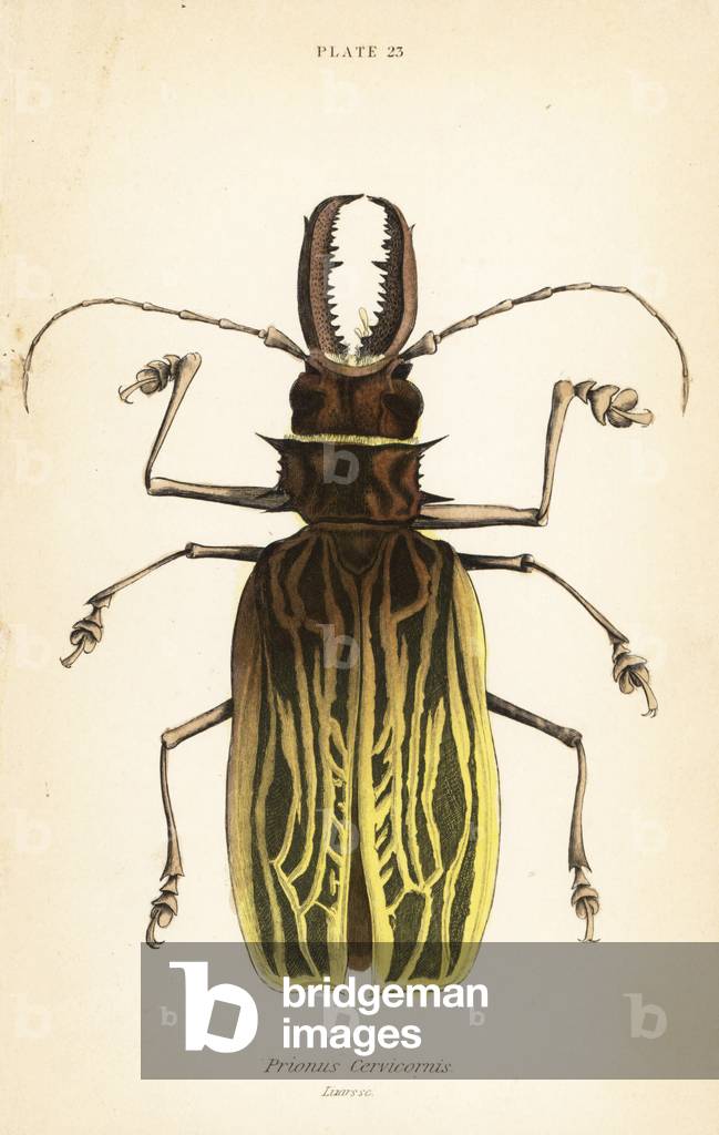 Sabertooth longhorn beetle, Macrodontia cervicornis (Prionus cervicornis)