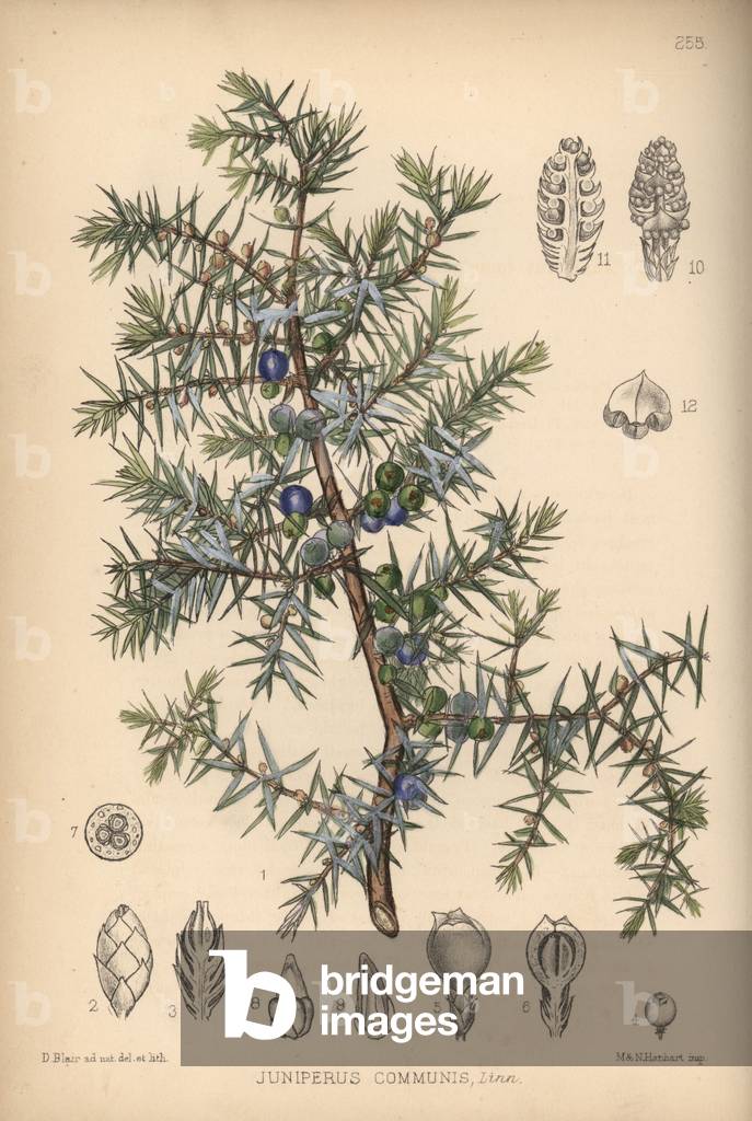 Juniper tree, Juniperus communis. Handcoloured lithograph by Hanhart after a botanical illustration by David Blair from Robert Bentley and Henry Trimen's Medicinal Plants, London, 1880.