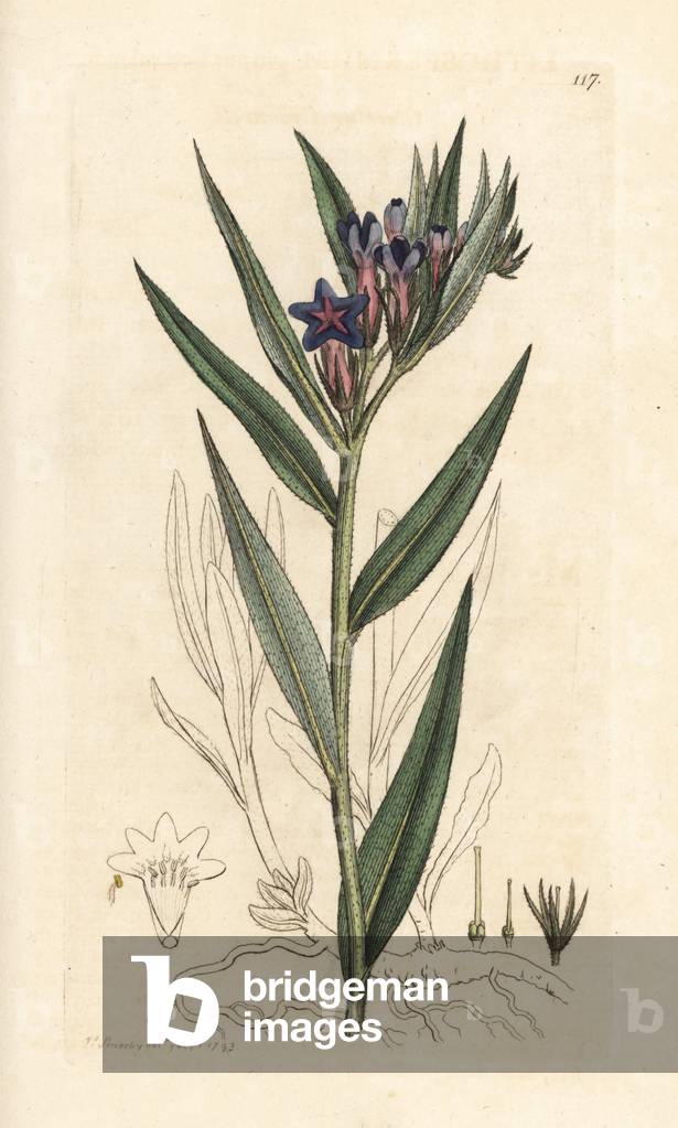 Purple gromwell, Buglossoides purpurocaerulea (Lithospermum purpuro-caeruleum) (gremils)