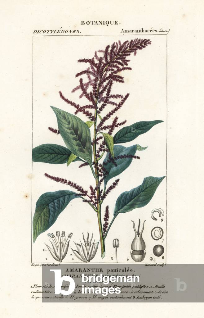 Blood amaranth, Amaranthus cruentus