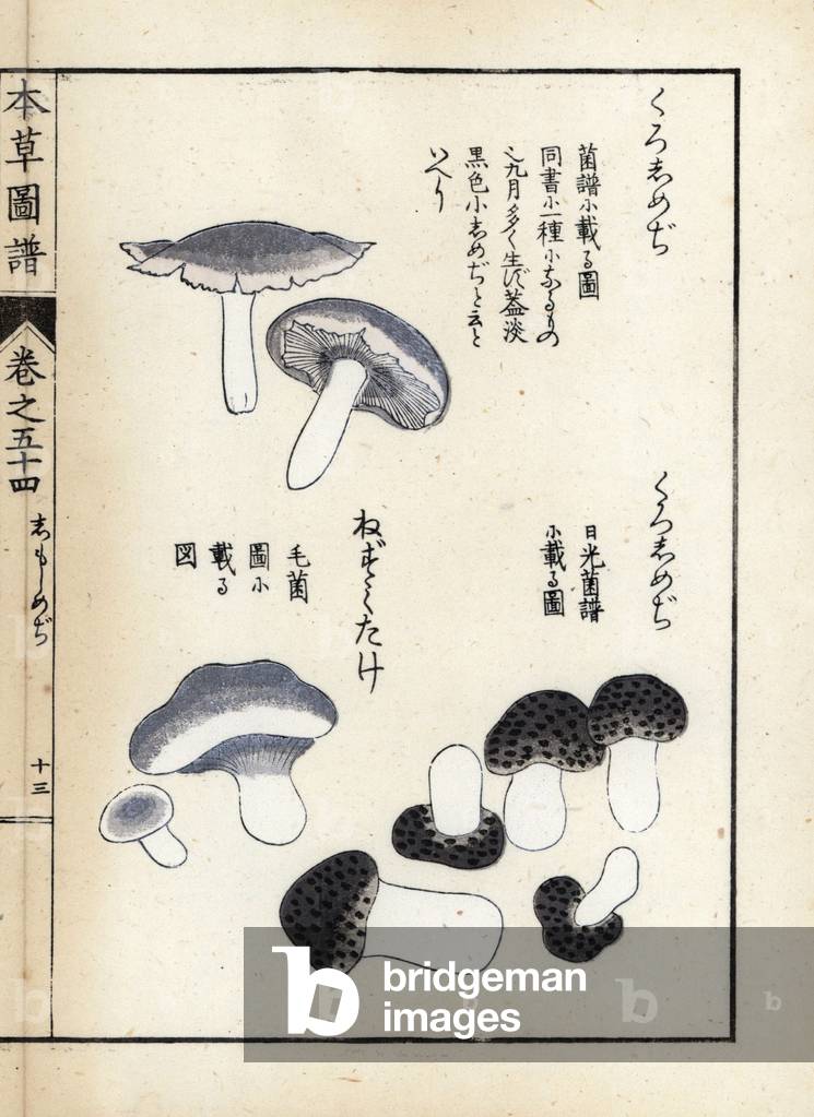 Mushrooms: varieties of shimeji and nezumitake - Japanese print by Kanen Iwasaki (1786-1842), from Honzo Zufu, illustrative guide to medicinal plants, 1916 - Kuroshimeji and nezumitake mushrooms - Colour printed woodblock engraving by Kan'en Iwasaki, from “” Honzo Zufu””, 1916