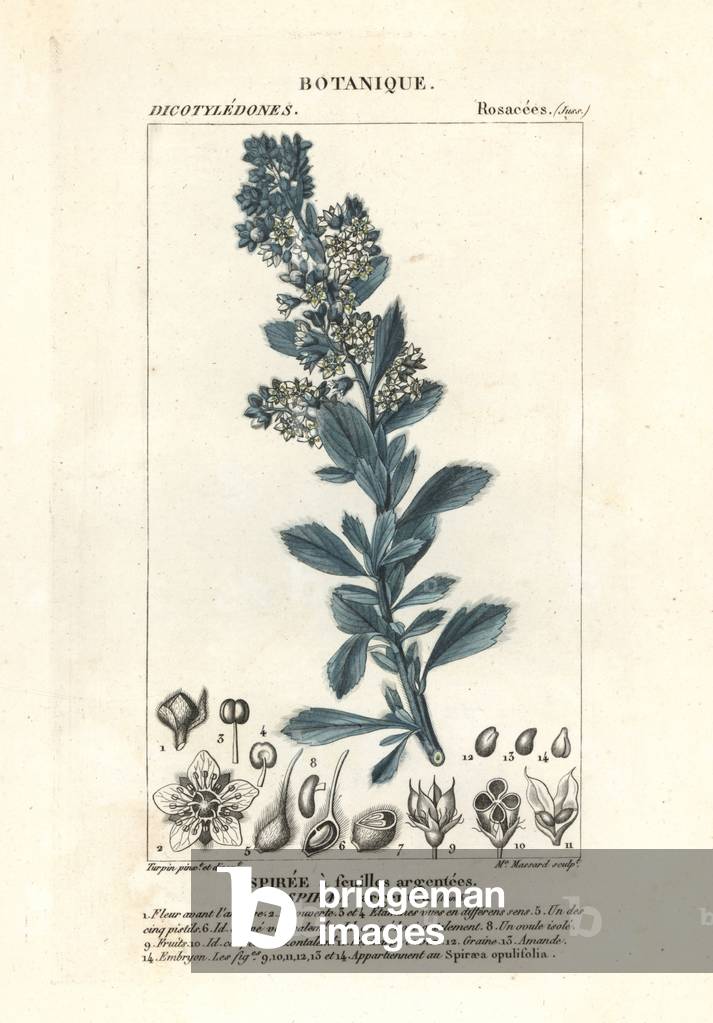Spiraea canescens, Spiraea media