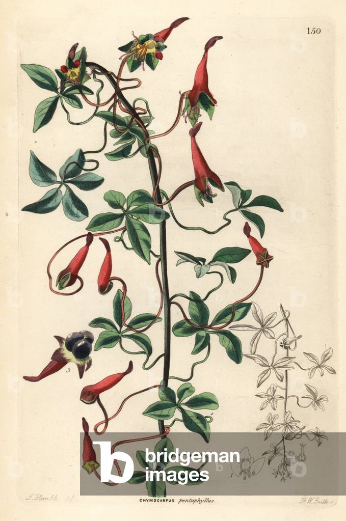 Elegant Capuchin - Lady's Legs, Tropaeolum pentaphyllum (Five-leaved chymocarpus, Chymocarpus pentaphyllus). Handcoloured copperplate engraving by Frederick W. Smith after S. Humble from John Lindley and Robert Sweet's Ornamental Flower Garden and Shrubbery, G. Willis, London, 1854.