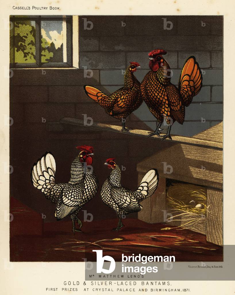 Gold-laced bantam and silver-laced bantam cock and hen, 1890 (chromolithograph)