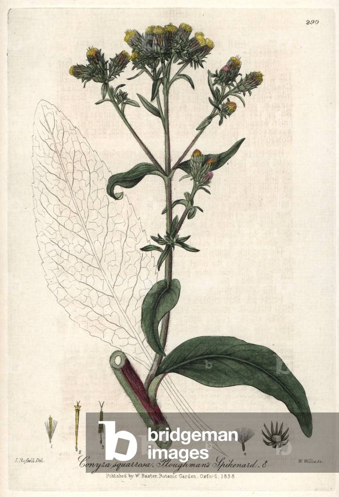 Conyse rough (Conyza squarrosa) - Botanical Plate by Isaac Russell, engraved by Charles Matthews, taken from “English Botanical Phenomenes” by William Baxter (1788-1871), 1837