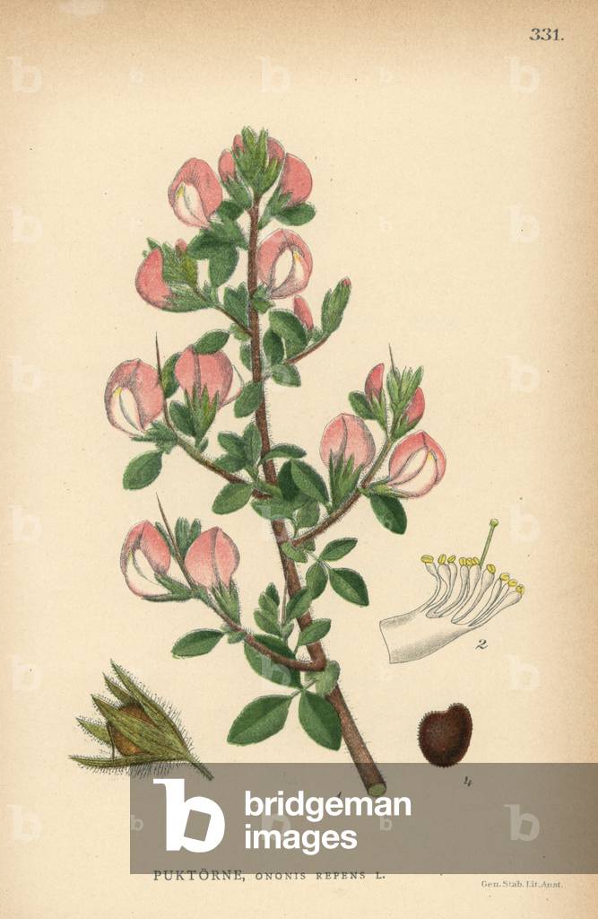 Restharrow, Ononis repens
