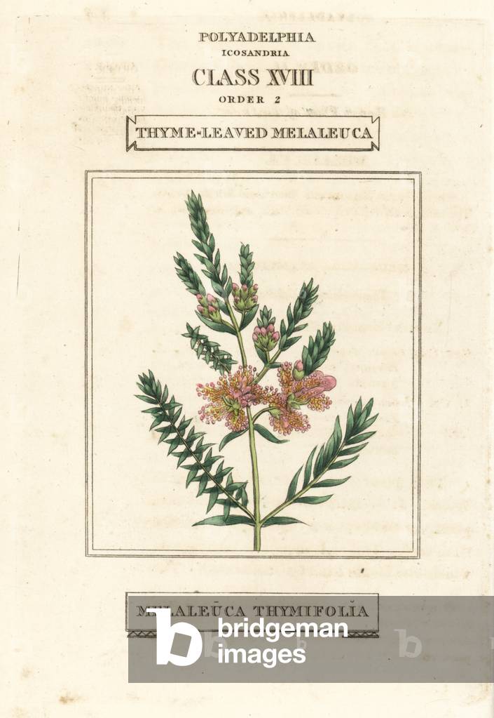 Thyme honey-myrtle or thyme-leaved melaleuca, Melaleuca thymifolia. Handcoloured copperplate engraving after an illustration by Richard Duppa from his The Claves and Orders of the Linnaean System of Botany, Longman, Hurst, London, 1816.