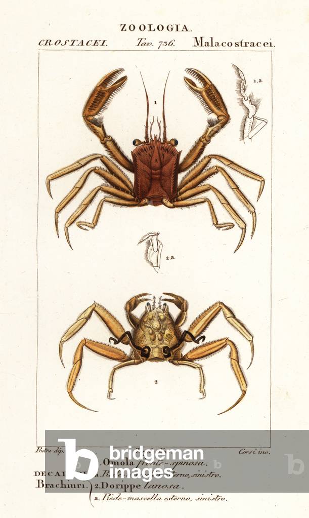 Carrier crab and dorripd crab