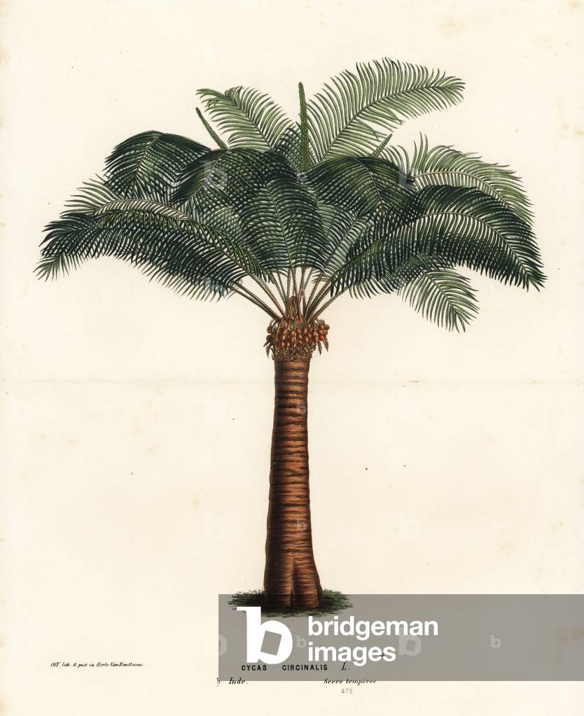 Queen sago, Cycas circinalis. Endangered. Handcoloured lithograph from Louis van Houtte and Charles Lemaire's Flowers of the Gardens and Hothouses of Europe, Flore des Serres et des Jardins de l'Europe, Ghent, Belgium, 1874.