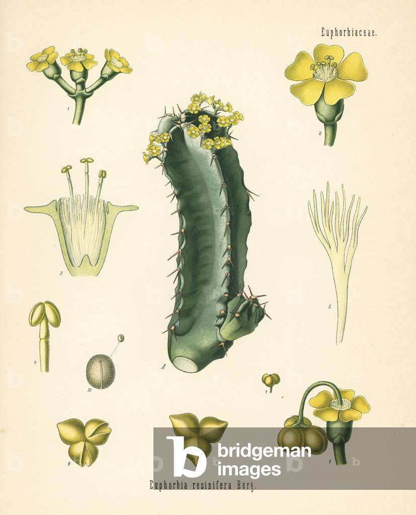 Resin spurge, Euphorbia resinifera. Chromolithograph after a botanical illustration from Hermann Adolph Koehler's Medicinal Plants, edited by Gustav Pabst, Koehler, Germany, 1887.