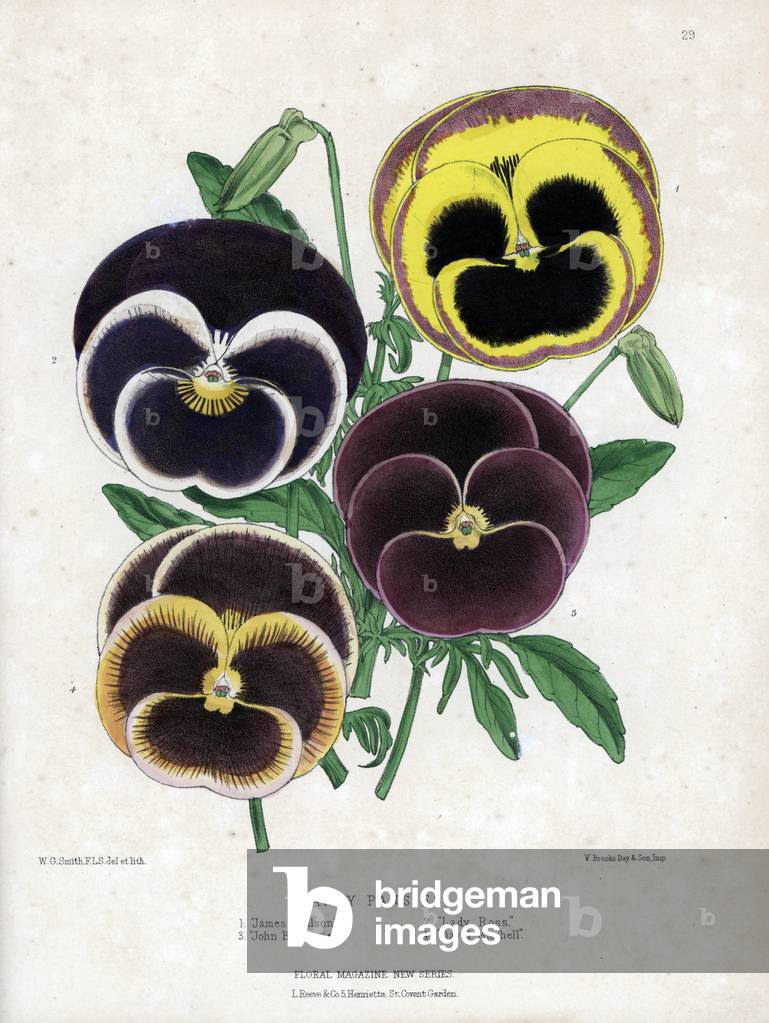 Variety of fantasy thoughts: yellow and black bordered with purple: James Nelson variete; black bordered with white: Lady Ross variete; purple variete John B. Downie; brown and yellow: David Mitchell variete.