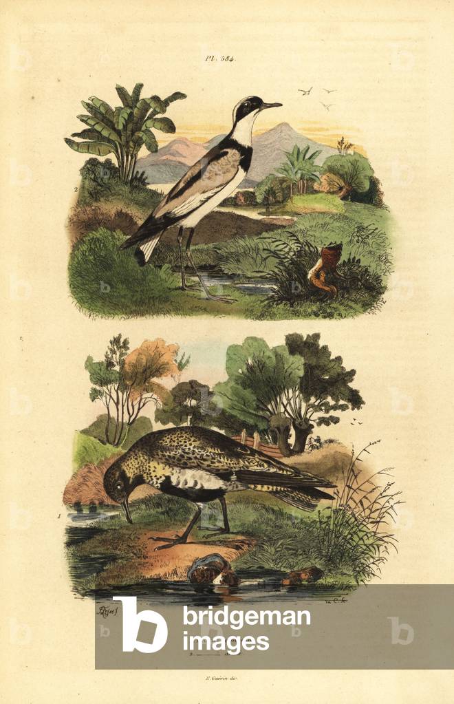 European golden plover, Pluvialis apricaria, and ringed plover, Charadrius hiaticula