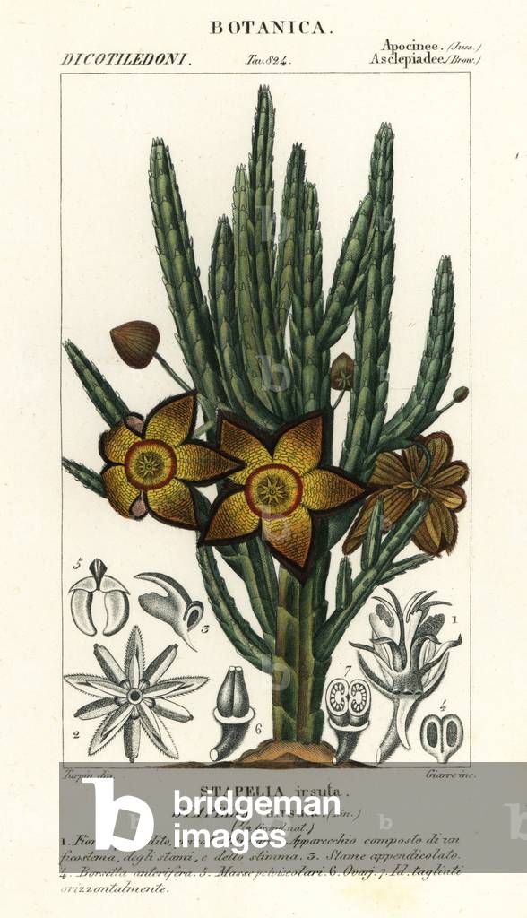 Starfish flower or carrion plant, Stapelia hirsuta