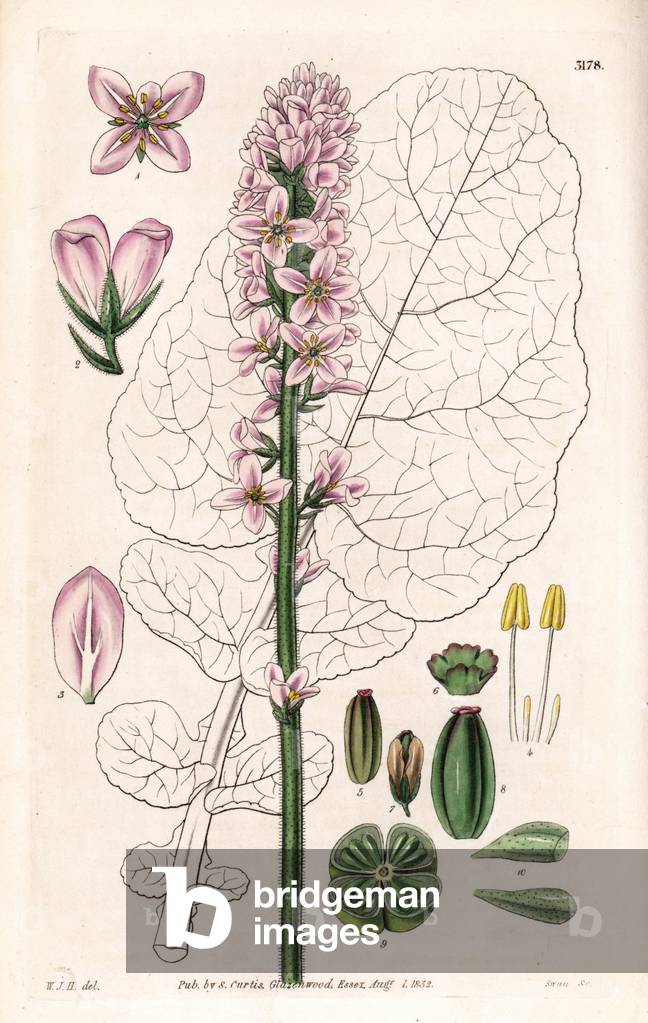 Appendiculated francoa, Francoa appendiculata, native to Chile. Handcoloured copperplate engraving by Swan after an illustration by William Jackson Hooker from Samuel Curtis' “” Botanical Magazine,”” London, 1832.