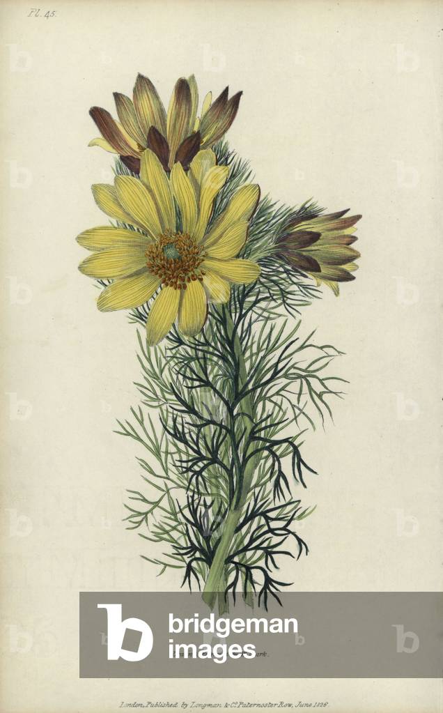 Spring pheasant's eye, Adonis vernalis. Handcoloured botanical illustration drawn and engraved by William Clark from Richard Morris's “Flora Conspicua” London, Longman, Rees, 1826. William Clark was former draughtsman to the London Horticultural Society and illustrated many botanical books in the 1820s and 1830s.