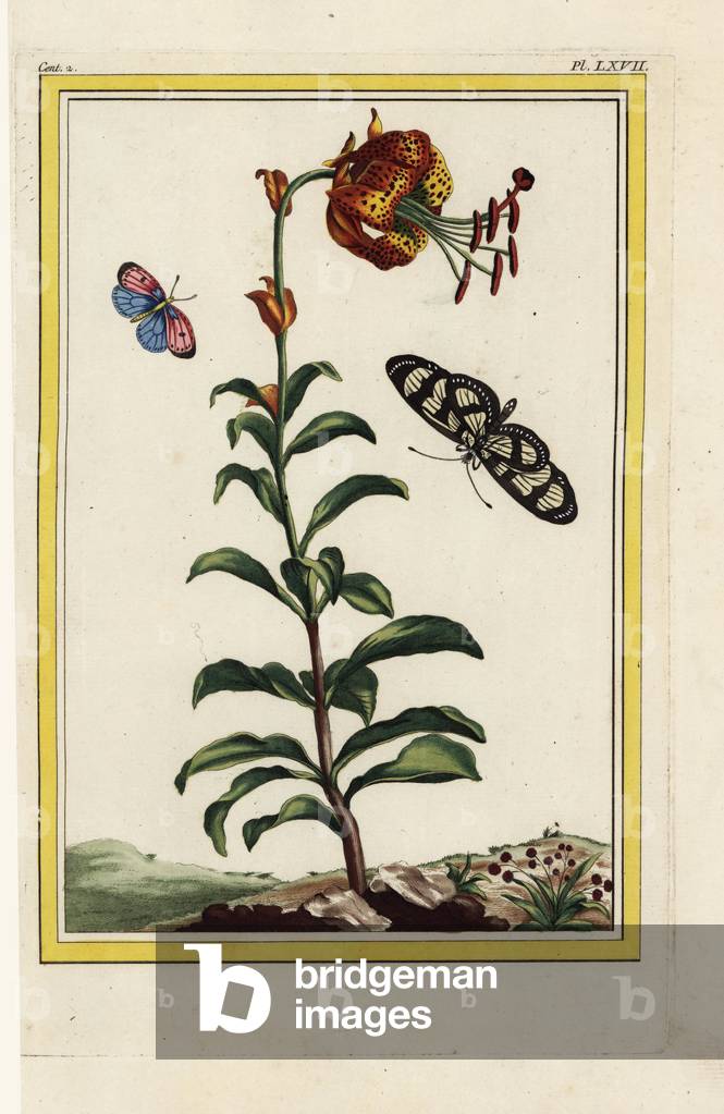 The Philadelphia Lily. Philadelphia lily, Lilium philadelphicum. Handcoloured etching from Pierre Joseph Buchoz 'Precious and illuminated collection of the most beautiful and curious flowers, grown both in the gardens of China and in those of Europe, Paris, 1776.