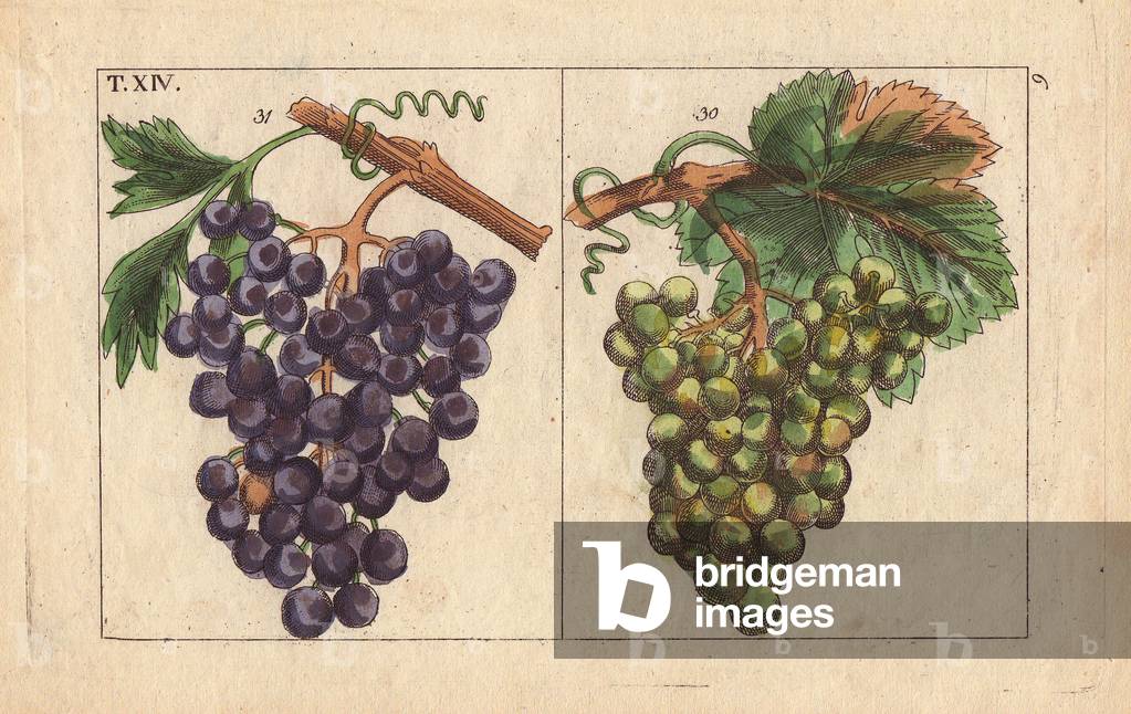 Chiavenna grapes, Vitis vinifera