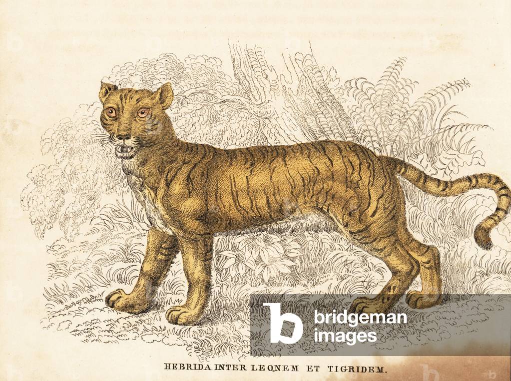 Hybrid between male lion and female tiger, Panthera leo x Panthera tigris. Handcoloured steel engraving from Georg Friedrich Treitschke's Gallery of Natural History, Naturhistorischer Bildersaal des Thierreiches, Liepzig-1842.