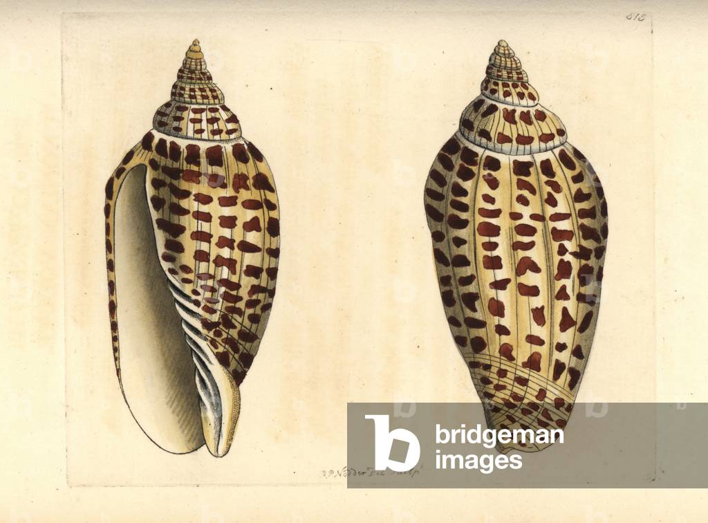 Junonia or Juno's volute, Scaphella junonia (Junonian volute, Voluta junonia). Illustration drawn and engraved by Richard Polydore Nodder. Handcoloured copperplate engraving from George Shaw and Frederick Nodder's The Naturalist's Miscellany, London, 1806.