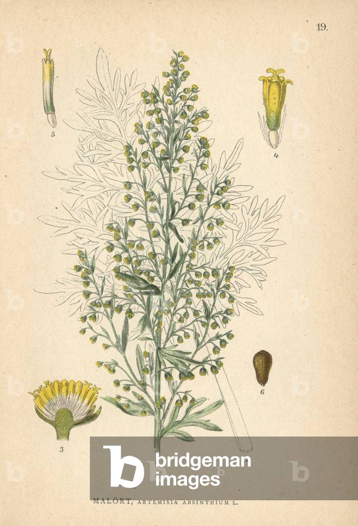 Absinthe wormwood, Artemisia absinthium
