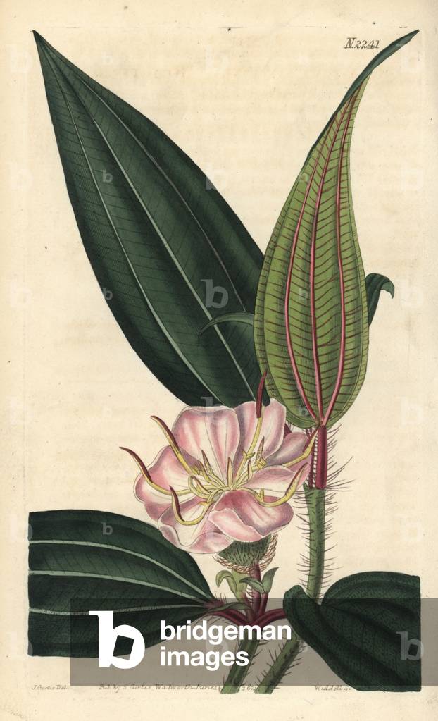 Fox-tongued melastome, Melastoma sanguineum (Red-veined melastoma, Melastoma sanguinea). Handcoloured copperplate engraving by Weddell after a drawing by John Curtis for Samuel Curtis' continuation of William Curtis' Botanical Magazine, London, 1821.