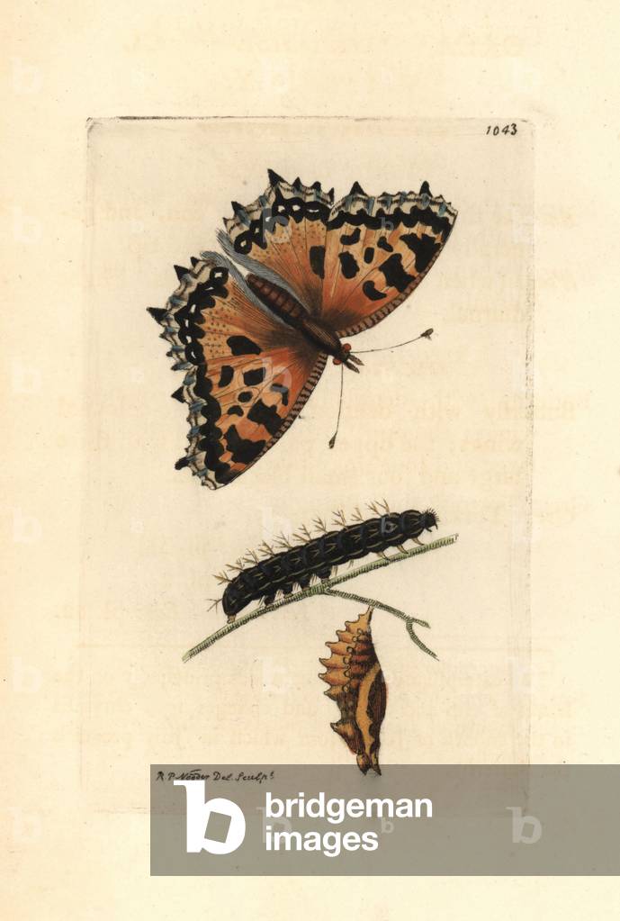 Lepidoptere, Large fox or elm turtle, caterpillar, nymph and adult, Polychlorinated nymphalis - Lithography by Richard Polydore Nodder (1774-1823) published in The Naturalist Miscellany, 1812