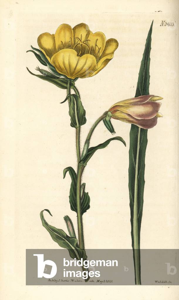 Sweet-scented oenothera, Oenothera odorata. Handcoloured copperplate engraving by Weddell after a botanical illustration from William Curtis' Botanical Magazine.