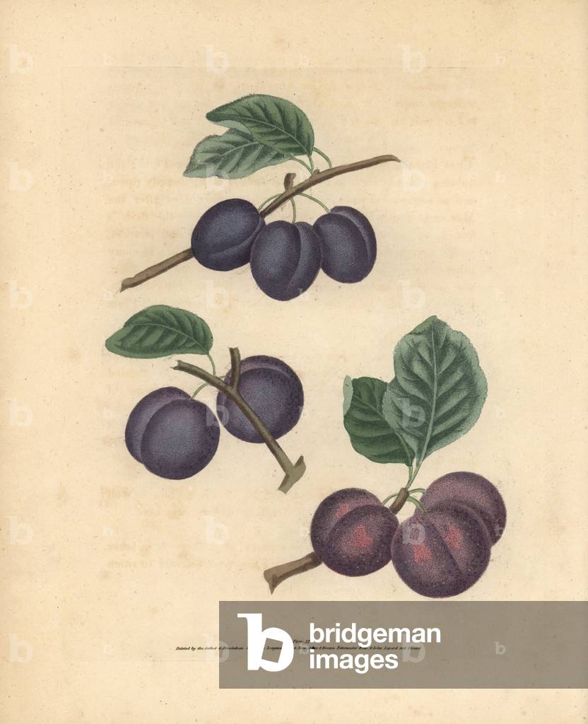Plum varieties, Prunus domestica: Tours, Lawrane's Early Plum and Orleans. Handcoloured stipple engraving of an illustration by George Brookshaw from his own “” Pomona Britannica,”” London, Longman, Hurst, etc., 1817. The quarto edition of the original folio edition published from 1804-1812. Brookshaw (1751-1823) was a successful cabinet maker who disappeared in the 1790s before returning as a flower painter with the anonymous “” New Treatise on Flower Painting,””” 1797. Â