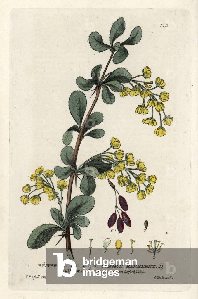 Barberry spines. Coloured copper engraving from a drawing by Isaac Russell from William Baxter's book “English Botanical Phenomenes””, 1834. William Baxter (1788-1871) was the curator of the Oxford Botanical Garden from 1813 to 1854. Common barberry, Berberis vulgaris. Handcoloured copperplate engraving by Charles Mathews of a drawing by Isaac Russell from William Baxter's “” British Phaenogamous Botany”” 1834. Scotsman William Baxter (1788-1871) was the curator of the Oxford Botanic Garden from 1813 to 1854.