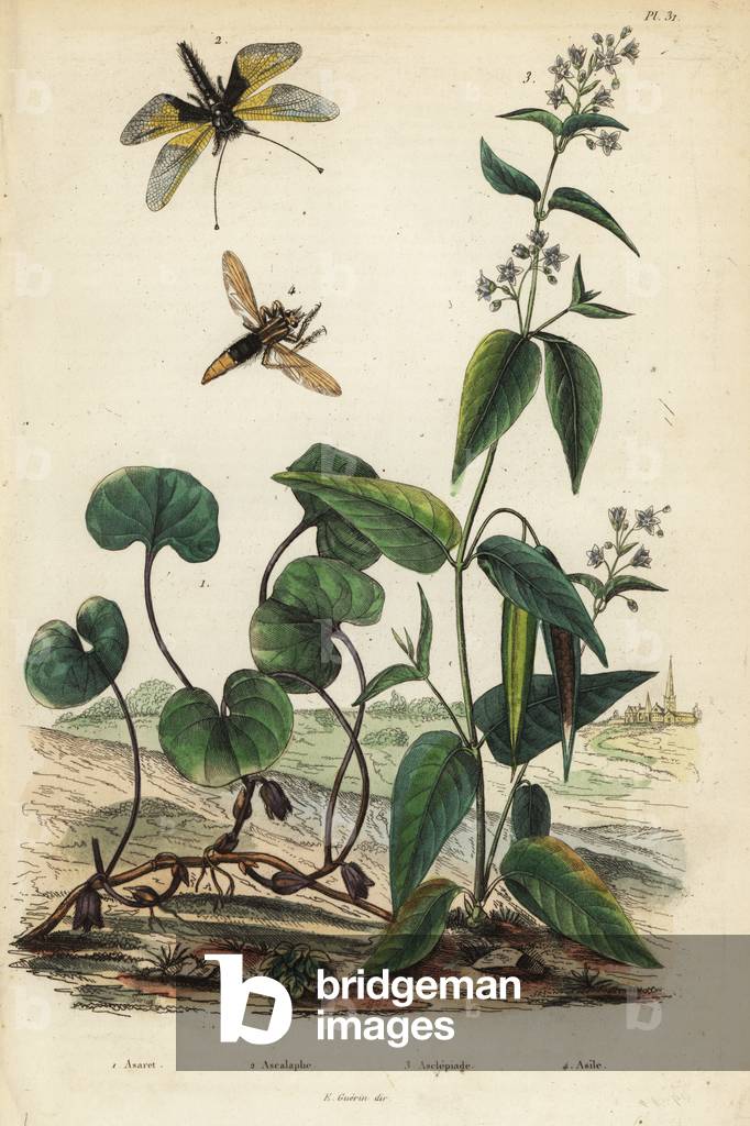 European wild ginger, Asarum europaeum 1, Libelloides longicornis, Ascalaphus longicornis 2, milkweed, Asclepias syriaca 3, and hornet robberfly, Asilus crabroniformis 4. Asaret, ascalaphe, asclepiade, asile